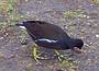 moorhen